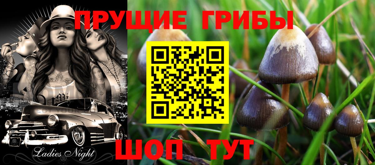 Псилоцибиновые грибы Psilocybe Липецк